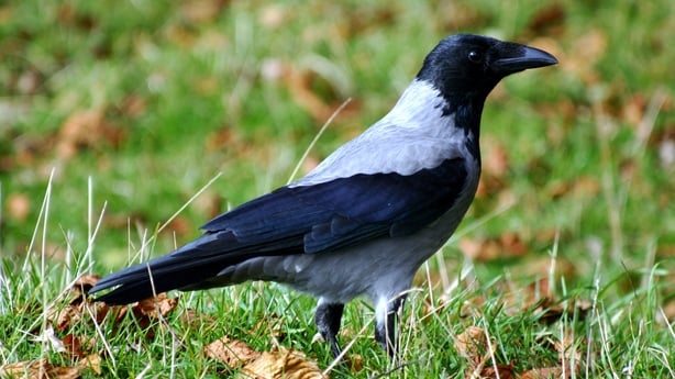 Hooded Crow taken by Terry Flanagan