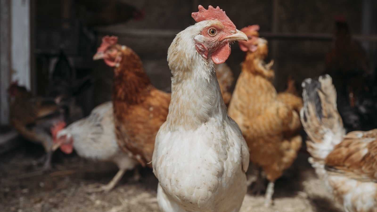 What is bird flu and how concerning is the spread?