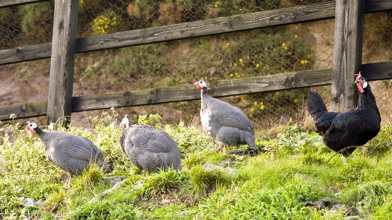The latest outbreak of the highly pathogenic H5N1 strain of the virus was detected in a flock on a farm near Kells, Co Meath (Stock photo)