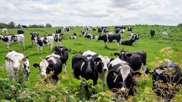 A curious group of cows look at the people passing by