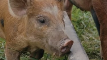 These pigs love a bit of lyricFM!