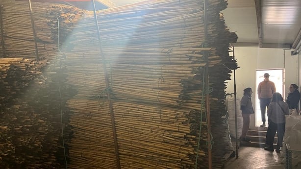 A very large pile of reed sticks lying in a bundle from floor to ceiling, where they are stored to be used to make uileann pipes