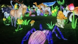 Wild Lights show image