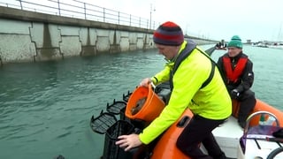 18,000 oysters placed in Dún Laoghaire harbour