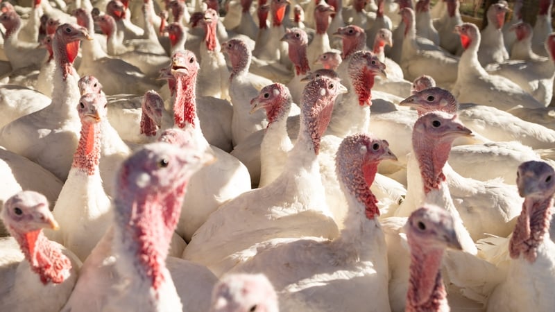 Recent outbreaks of bird flu have led to concerns among poultry farmers (stock photo)