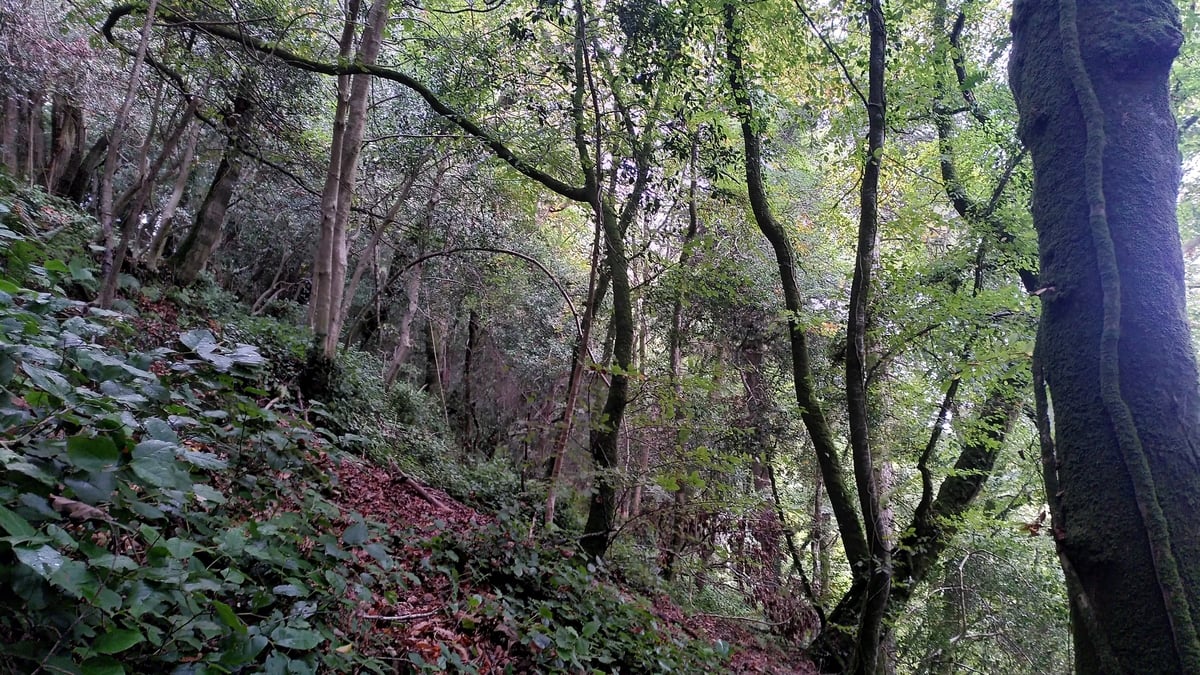 Ambient Orbit Monday 3 November 2025