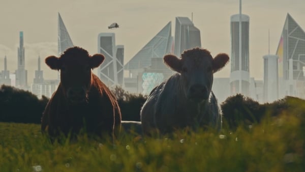 Two cows in a field in front of Futureville