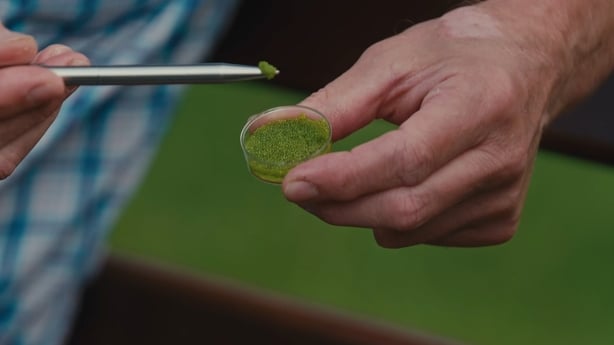 A petri dish with duckweed