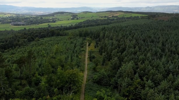 An Irish timber forest