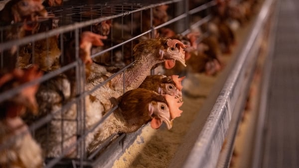 Intelligent breeding farm for laying hens (Stock image)