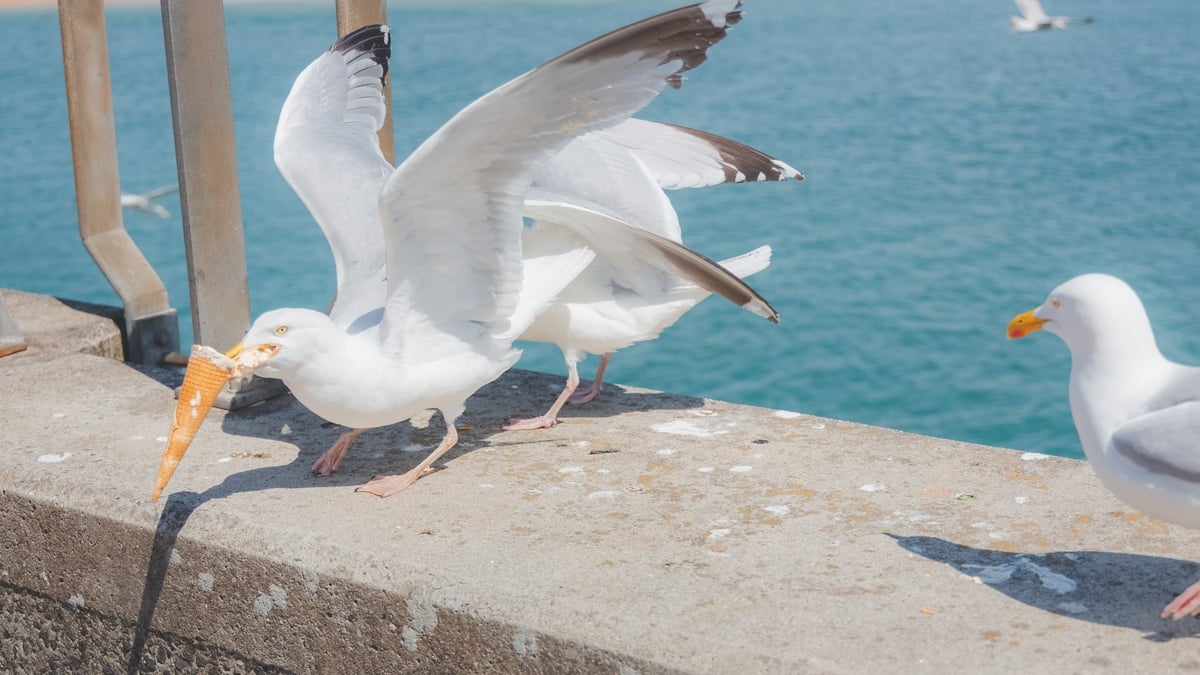 A novel way to protect your food from prying birds