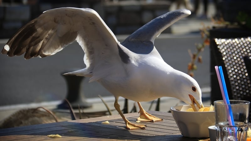 Nearly half of the gulls exposed to a shouting voice flew away within a minute