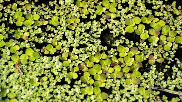 An image of Common Duckweed, Lemna minor