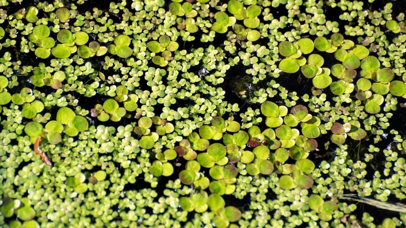 Common Duckweed (Lemna minor) is widespread across Ireland. Photo: Getty Images