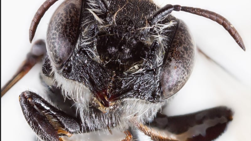 'Lucifer' bee was discovered in Western Australia (Credit: Dr Kit Prendergast)