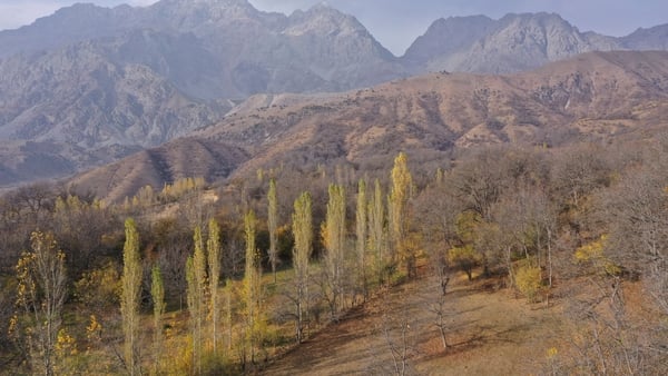 An aerial view shows a walnut tree nursery in walnut forests in Arslanbap in Kyrgyzstan