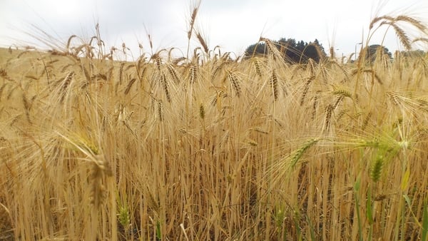 Ripe wheat field