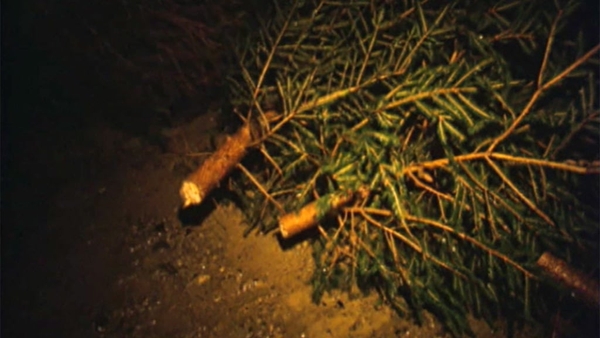 Trees dumped by thieves in Glencullen, County Wicklow, 1975