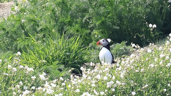 A puffin standing on grass on the Isle of Muck.