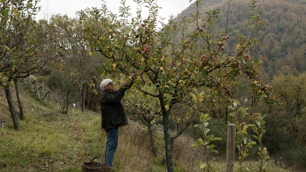 A woman reaches up to pull an apple off a tree in an apple orchard