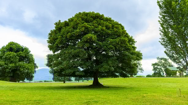 Killarney National Park encompasses approximately 10,000 hectares of mountain and lakeland in County Kerry, in southwestern Ireland. It is the first national park established in Ireland