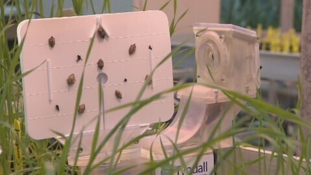 AI insect tracking system