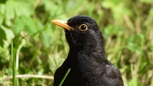 Suaimhneas show image