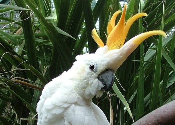 Dublin Zoo names parrot 'Troy' in honour of hattrick hero Troy Parrott