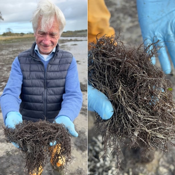 Pat Smiddy with seaweed