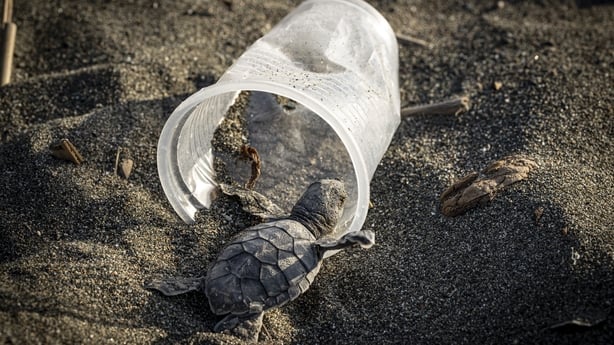 A newborn green sea turtle struggles due to a disposed plastic cup before reaching to the sea on Samandag Beach in Hatay, Turkiye