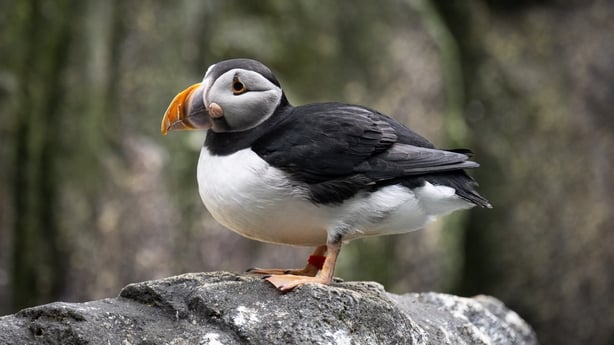 Atlantic puffins are seen as people visit the Lisbon Oceanarium, the second largest aquarium in Europe