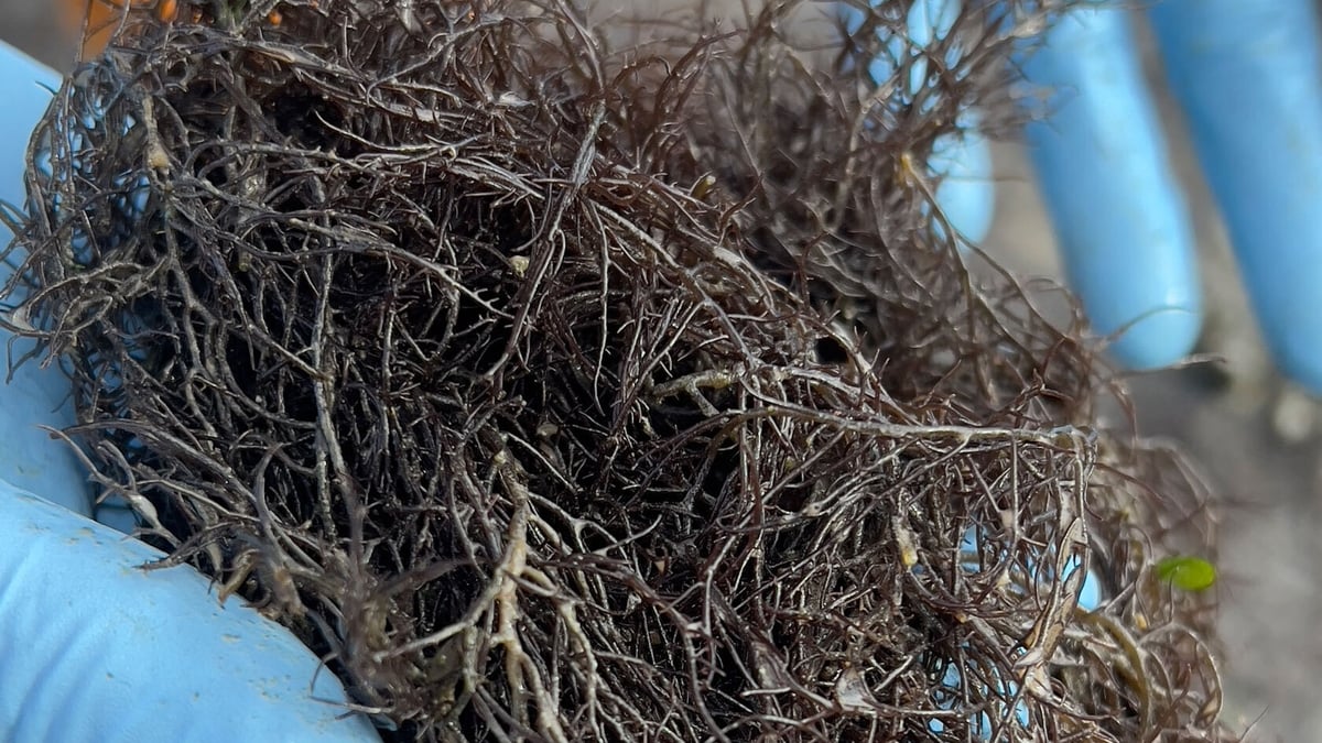 Why has a new invasive alien seaweed been appearing along our coasts?