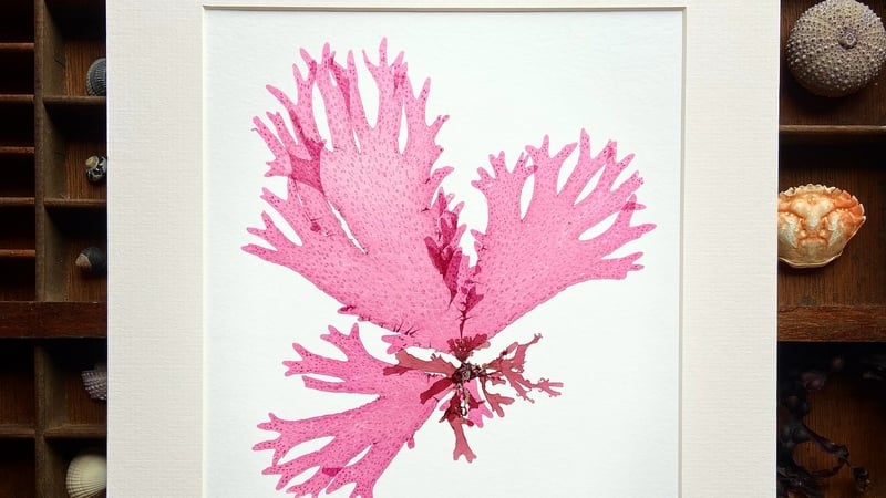 Gifted - the Contemporary Craft and Design Fair - will run from 3-7 December.