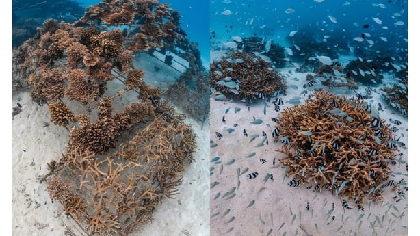 Coral frames in the Maldives 