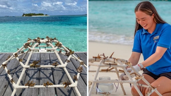 A composite image of a coral reef frame and a woman working on a coral reef fram