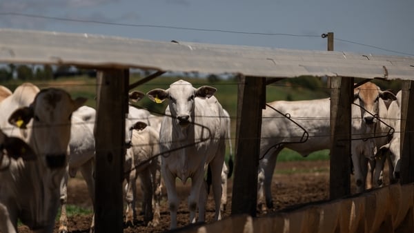 White cattle on a ranch in Brazil