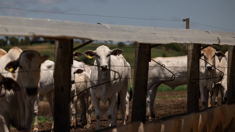 Cattle pictured on a ranch in the Brazilian state of Sao Paulo