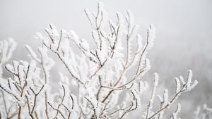 Nuacht an Tuaisci6rt. 9 Eanáir 2026 show image