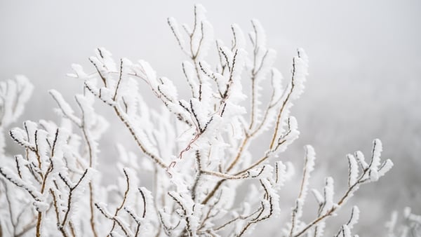 Ice on a tree branch