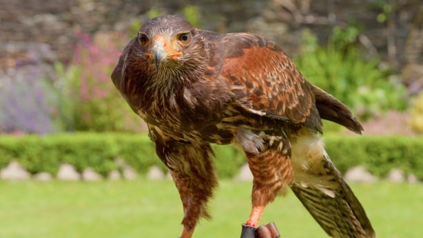 A close up of a Harris Hawk