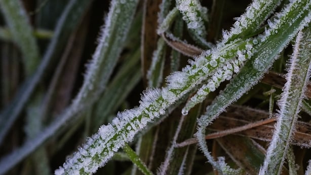 Frost on the grass in Dublin's Phoenix Park
