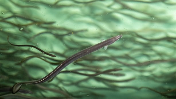 Eels swimming in a fish tank of Hiranuma eel farm in Kamisato