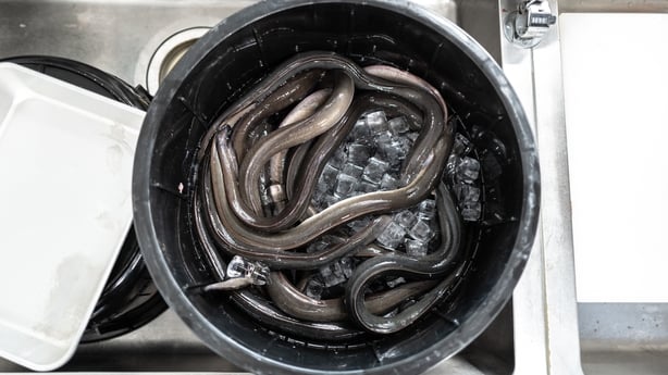 Raw eels prepared at a restaurant of Hiranuma eel farm 