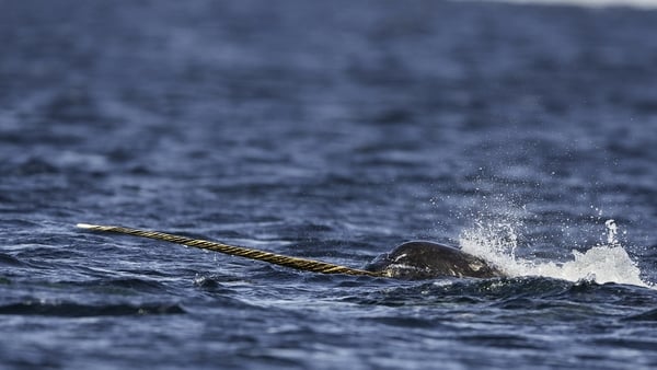 Narwhal whales live in social groups called pods and live in the Arctic ocean and males have a tusk