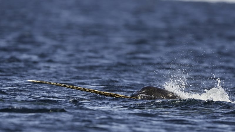 The carcass of an arctic whale species was found stranded on a Co Donegal beach (stock image)