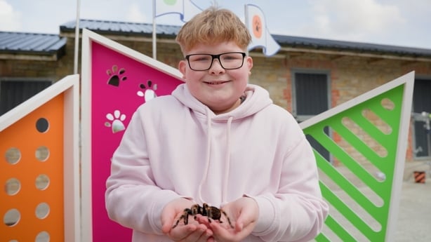 A boy in a pink hoodie holds his pet tarantula.