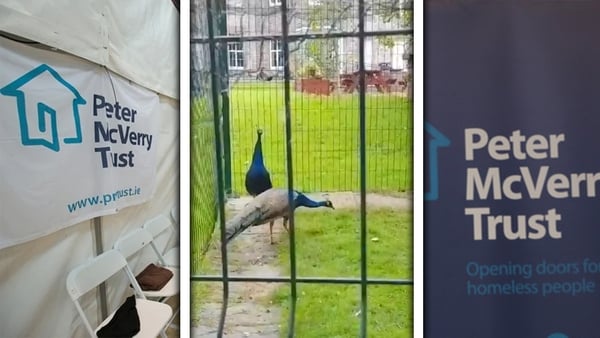 Compilation image including the peacocks at the McVerry Trust site