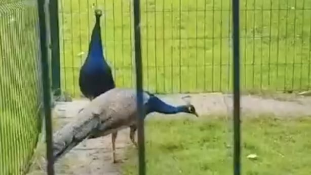 McVerry Trust peacocks