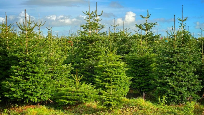 Interest in Irish-grown trees is rising abroad as well (stock pic)