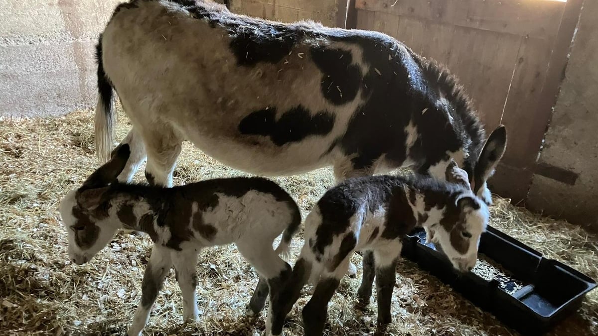 Twin donkeys born in Wicklow known as Two Johnnies